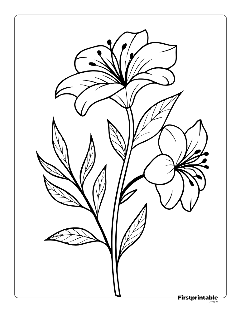 Blossoming Lilies to Color