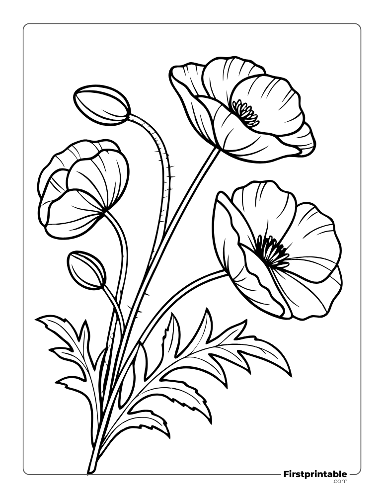 Poppy Flowers Blossoming to Color